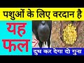 य फल वरद न स कम नह ह पश ओ क ल य Gaye Bhais Ka Dudh Badhane Ka Best Formula Dairy Farming य फल वरद न स कम नह ह पश ओ क ल य Gaye Bhais Ka Dudh Badhane Ka Best Formula Dairy Farming