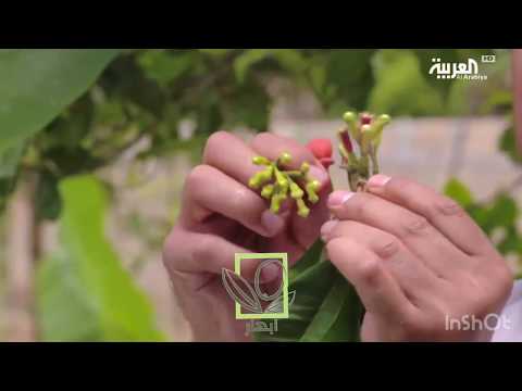 القرنفل قهوه و بهارات ابهار