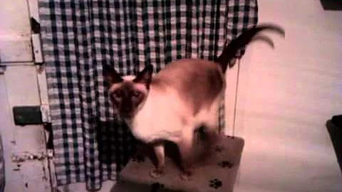 Watch the video about Siamese talking Welsh