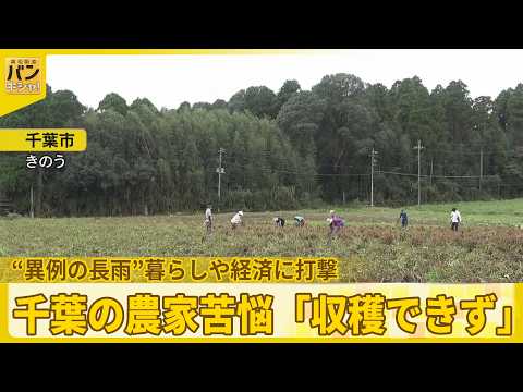 【“異例の長雨”】暮らしや経済に打撃  千葉の農家苦悩「収穫できず」台風また【バンキシャ！】