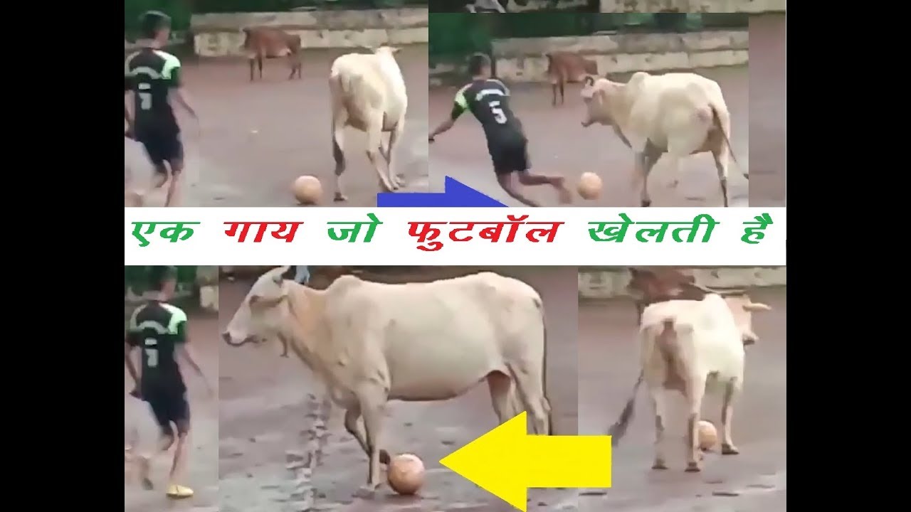 COW PLAYING FOOTBALL ।। एक गाय जो फुटबाॅल खेलती है। YouTube
