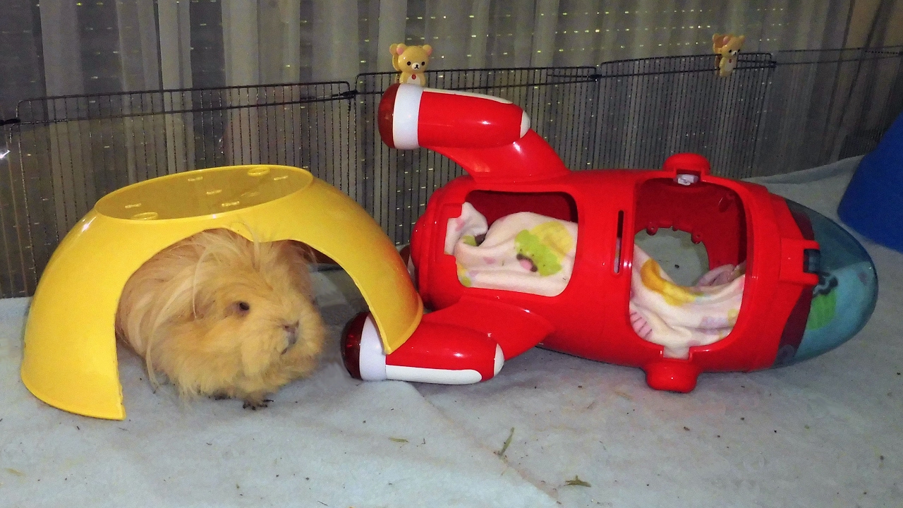 Cage Theme Pigs In Space YouTube Cage theme pigs in space youtube