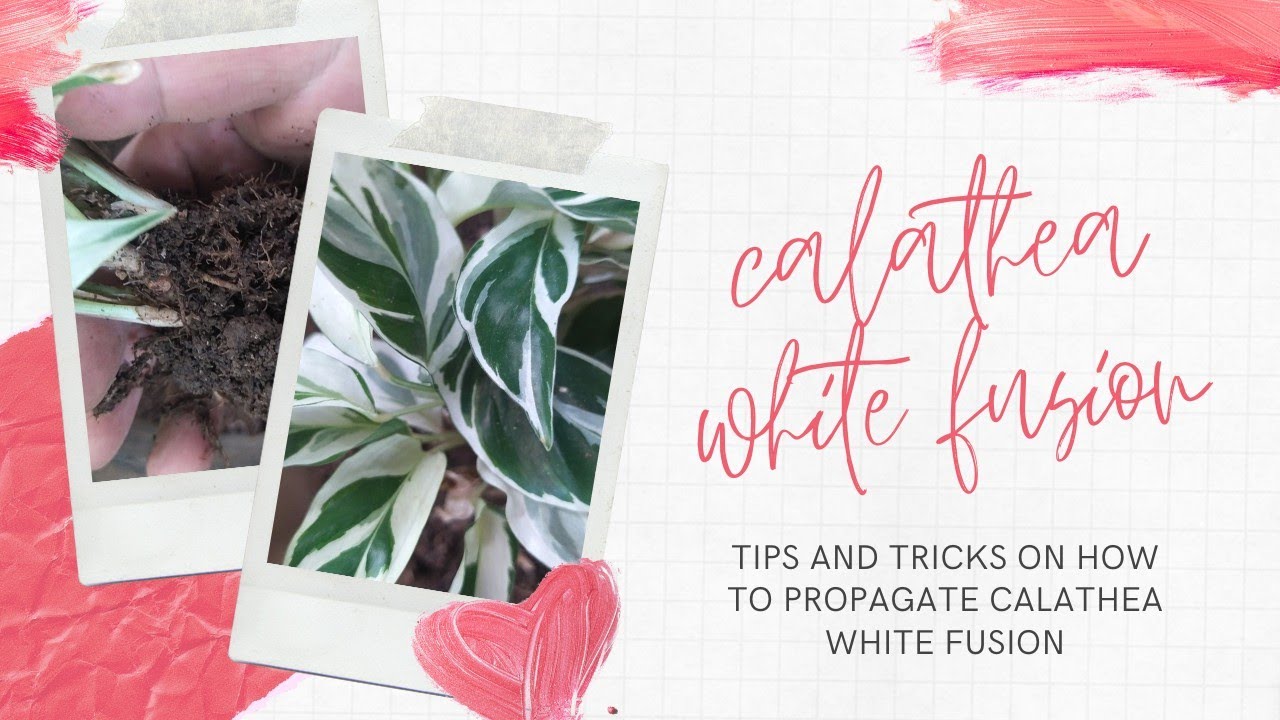 How To Propagate Calathea White Fusion Youtube 