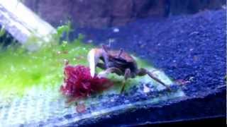 My 75 gallon fish tank with fiddler crab eating blood worms