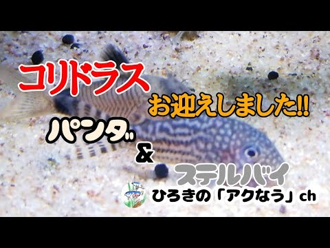 コリドラス ステルバイ パンダ 購入しました アクアリウム Youtube