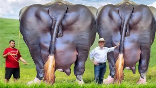 Top 2 Biggest & Highest Milking Buffalo's || Nili Ravi Buffalo & Murrha Buffalo 