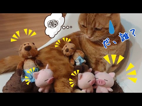 【マンチカン＆ぶたた】いきなり子だくさんになって戸惑う猫w　【犬と猫、両方飼ってると毎日かわいい♥】