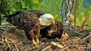 Decorah Eagles 5-20-23, 6:18 am HD w\/floppy fish, DH2 mantles, helps subdue it, finishes it off