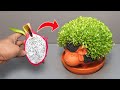 Growing Dragon Fruit On Sheep Planter - Time Lape