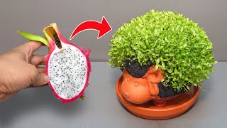 Growing Dragon Fruit On Sheep Planter - Time Lape