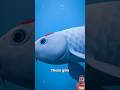 Why You Should Never Hold a Fish by Its Gills