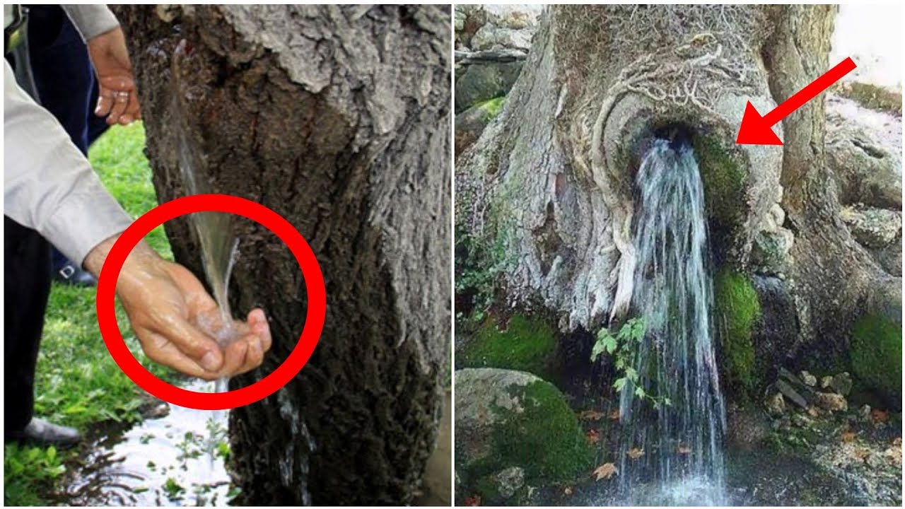 El extraño fenómeno que hace brotar agua de los arboles│EN CORTO - YouTube