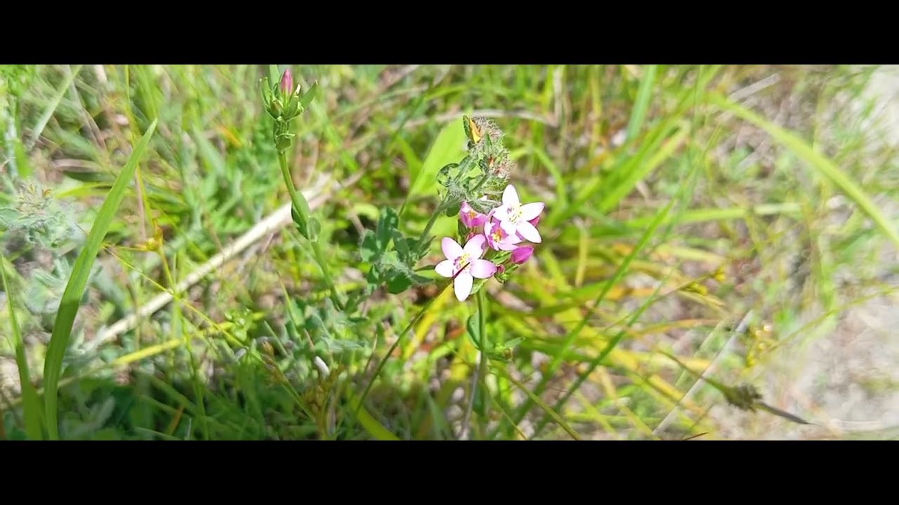 Flowers Of The Meadows Common Centaury Nature Birds Sounds White Noise (Mountains South of Poland)