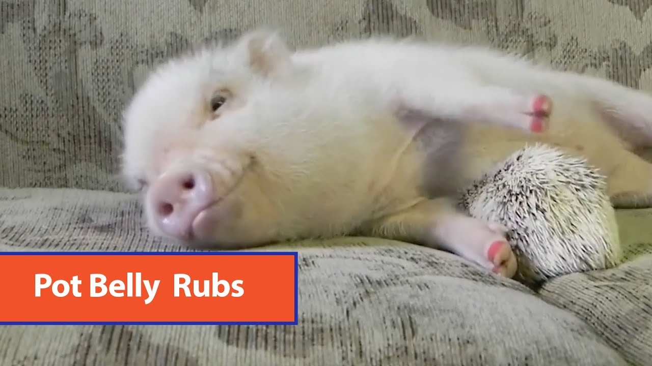 cute videos youtube Hedgehog Gives Pig a Belly Rub
