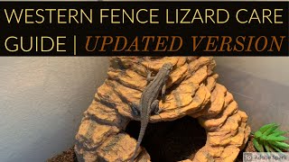 Western Fence Lizard Care Guide | Updated Version