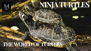 The World of Turtles: Exploring the Lives of Ancient Reptiles