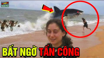 🔴Camera Vô Tình Ghi Lại 10 Vụ Cá Mập Tấn Công Con Người Nguy Hiểm Và Đáng Sợ Nhất