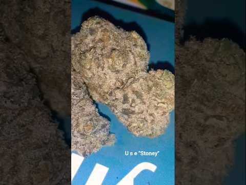 BUDGET INDOOR THCA Black Velvet from THCA KING #thcaking THE KING OF THCA
