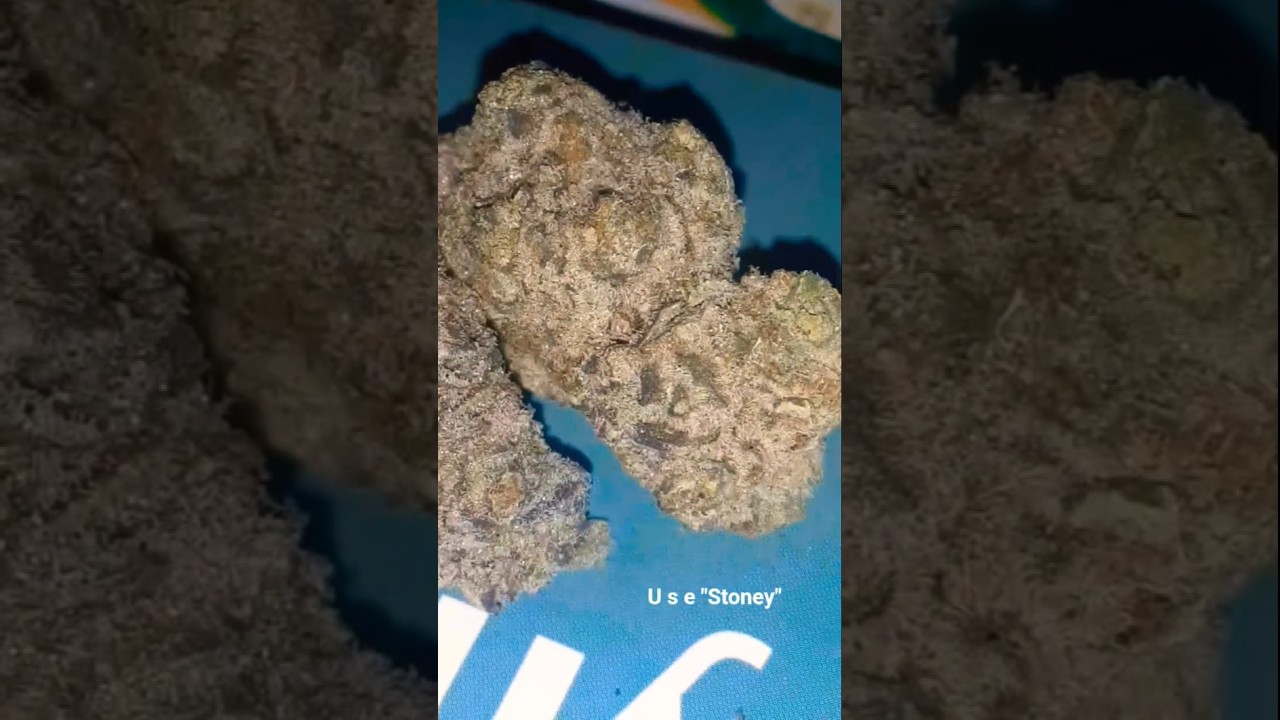 BUDGET INDOOR THCA Black Velvet from THCA KING 