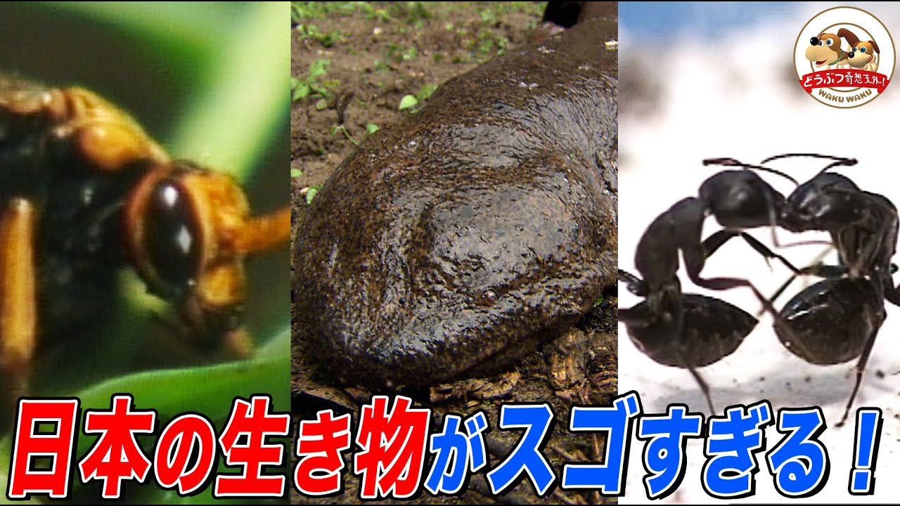 [Специальный выпуск о независимых исследованиях на летних каникулах] Коллекция захватывающих виде...