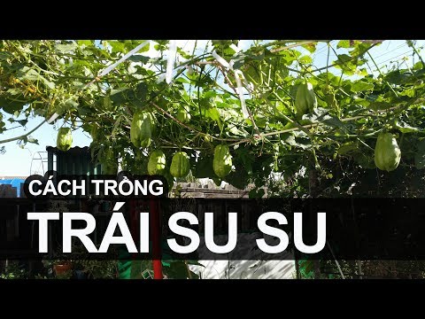 Video Cách trồng trái Su Su by toan trinh trong rau - youtube