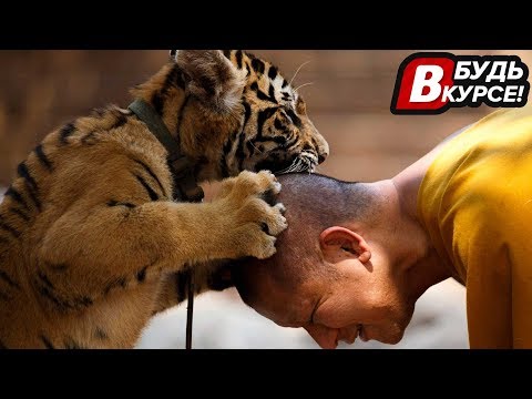 Video: Tigra Iz Hrama Tigar U Tajlandu Umire