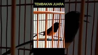 TEMBAKAN MURAI BATU JUARA | murai batu | shama bird