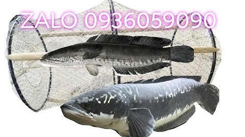 Lờ bẫy cá vành nhựa. Lờ bẫy cá cải tiến. Lờ bẫy cá lóc. Lờ đặt cá lóc. Zalo 0936059090.