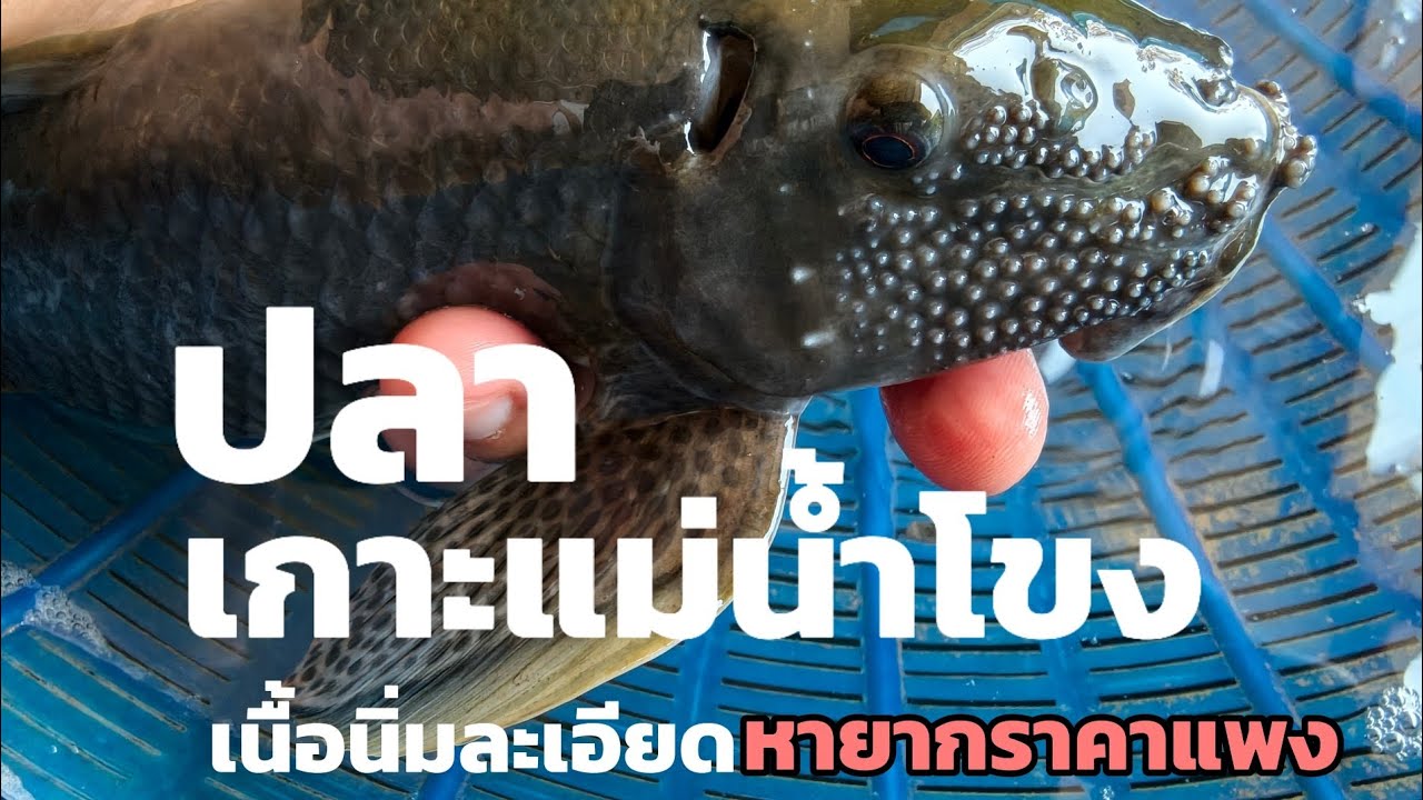 ปลาเกาะแม่น้ำโขง ปลาเนื้อดีที่หากินยาก คุณ เอ็ม จ.อำนาจเจริญ โทร 092-8630951