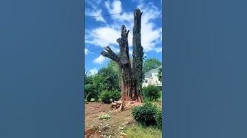 Big Tree Was Taken down #loggers #tree #treecutting #asmr #satisfying