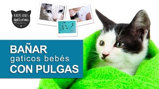 Cómo bañar un gato bebé con pulgas/Qué no hacer, cómo sacar las pulgas