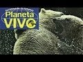 Planeta Vivo - A Fronteira Ártica