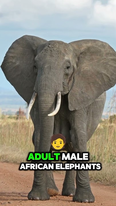 The Biggest Land Animal YouTube the-biggest-land-animal-youtube