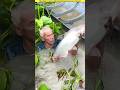 Fungus Mass Pangas Fish