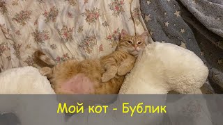 Мой кот Бублик // Bublik the Cat // Рыжий бандит 😼