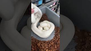 Blue Eyed Leucistic Ball Python Eggs