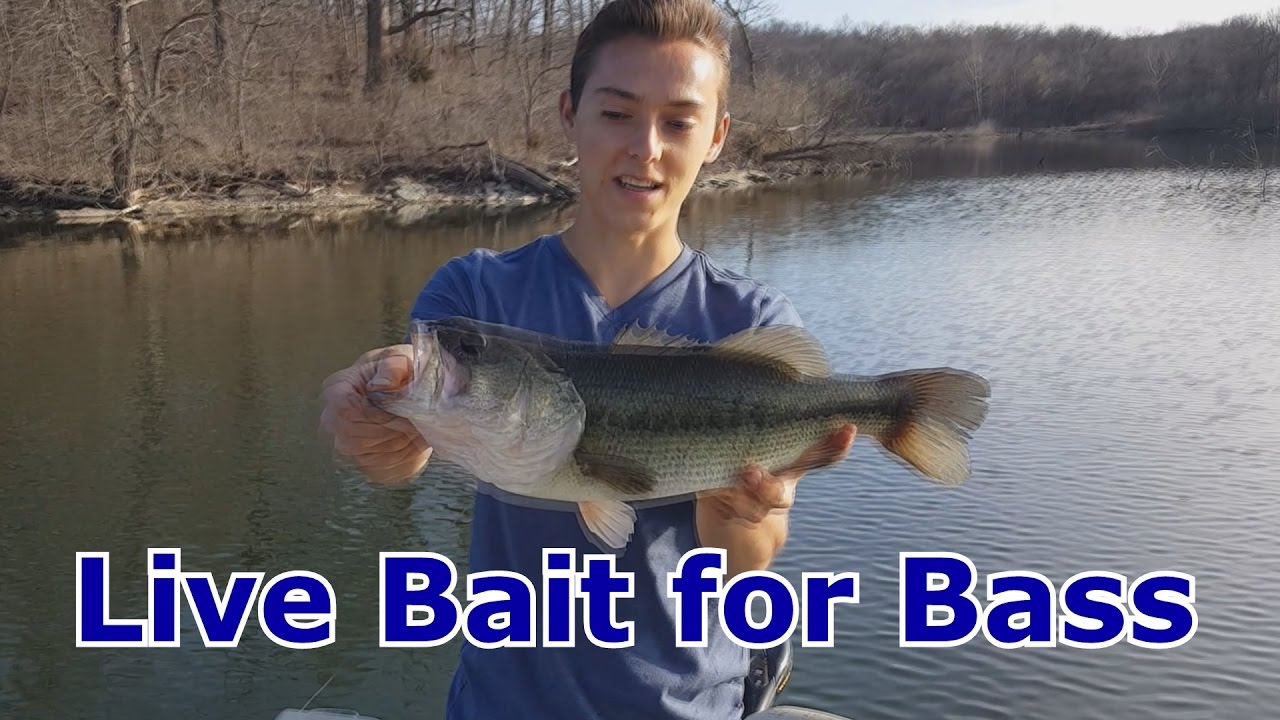 Bass Fishing with Live Bait, Shinners, Minnows - How To Catch