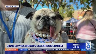 6-year-old pug Jinny Lu wins world's ugliest dog contest