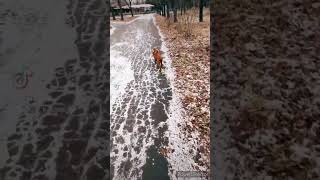 Прогулка 🐶