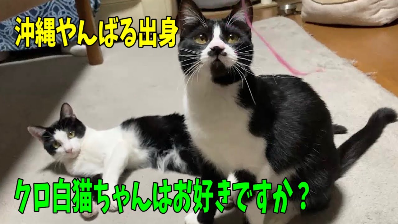 Okinawa native] I want to show off the charm of black and white