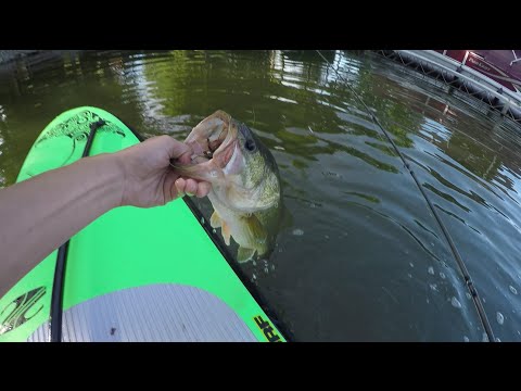 Big Bass From a Paddleboard?!
