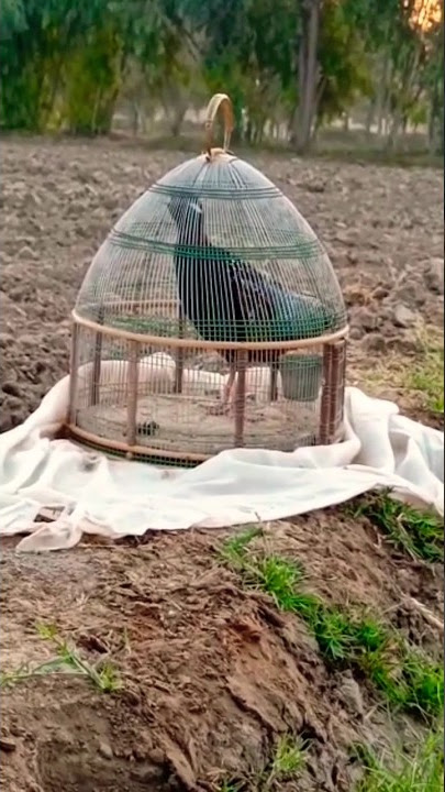 kala teetar ki awaz | black francolin voice #teetar #birds
