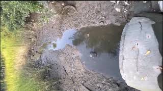 How to catch mud minnows