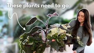 Houseplant purge! Downsize 10 plants with me 🌿