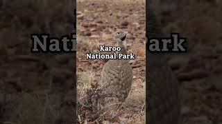 #shorts #karoo Korhaan Calling #birds #birdvideos #birdingparadise #wildlife #vibrantbirds #nature
