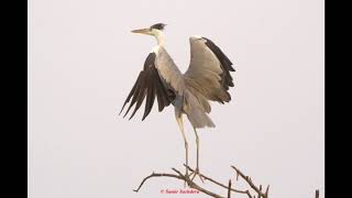 Great Heron in Dance Time lapse vid...