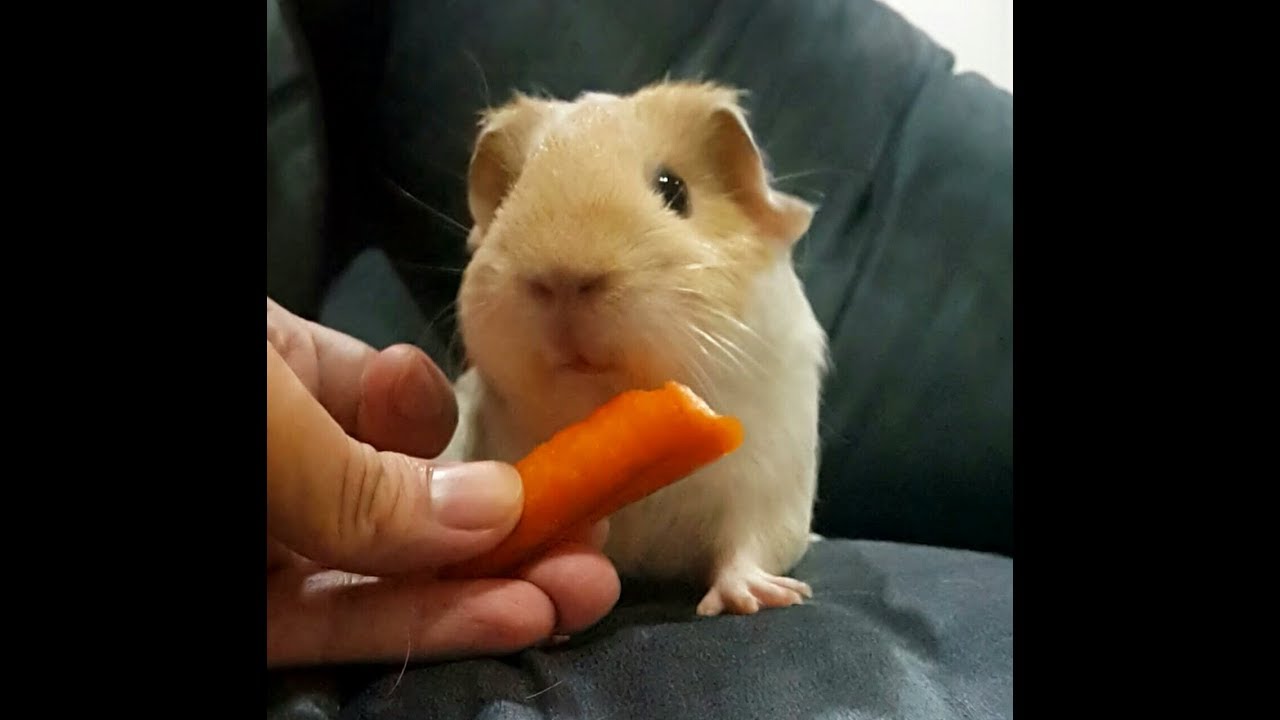 video editing software free น้องหมูหวาน (หนูแกสบี้) เคี้ยวแก้มตุ่ย - Cute Guinea Pig