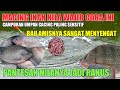 campuran  umpan cacing paling jitu agar ikan nya jadi rakus