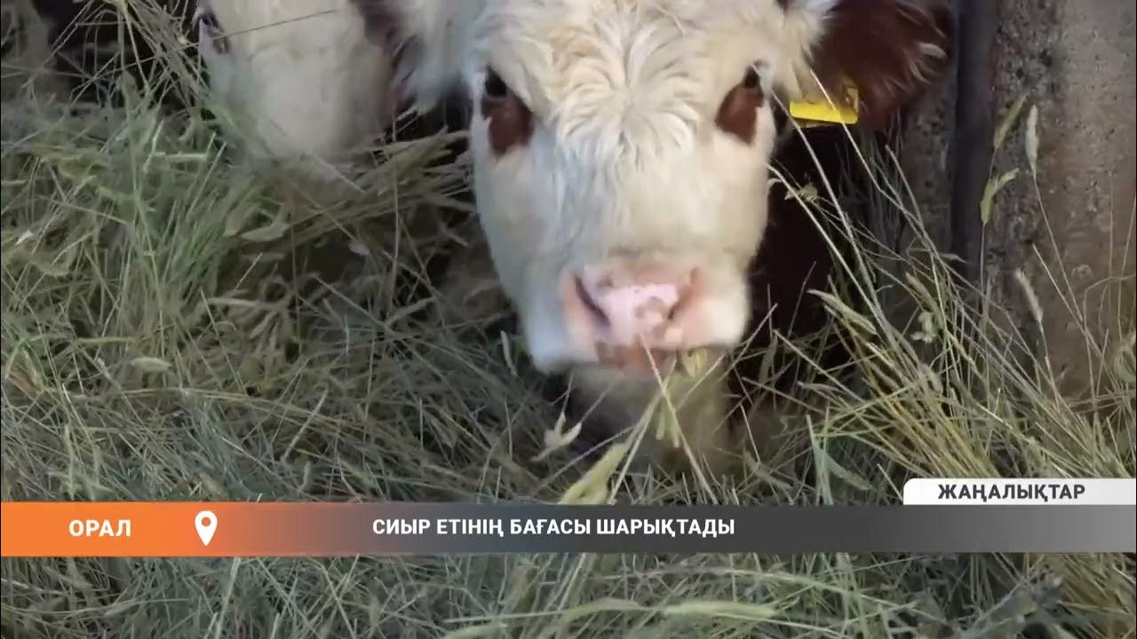 Қарттардың порно сайтын онлайн көріңіз