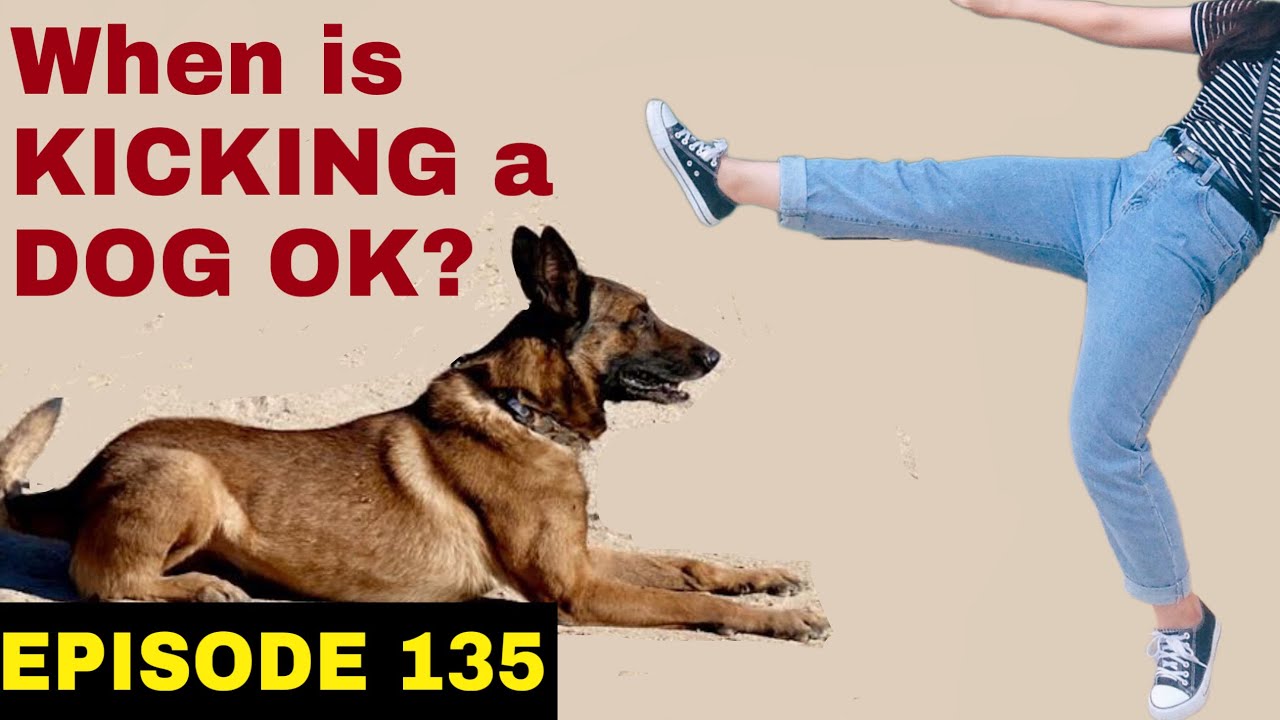 When kicking a dog IS acceptable. Protect YOUR dog. - YouTube